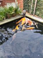 Koi vissen zeer mooie, Dieren en Toebehoren, Vissen | Vijvervissen, Karper of Koi