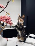 Billie & Goose, Dieren en Toebehoren, Katten en Kittens | Overige Katten, Kater