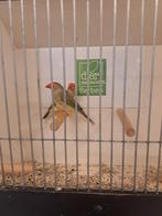 Binsenastrilde man, Dieren en Toebehoren, Mannelijk