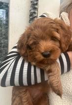 Australian labradoodle, CDV (hondenziekte), 8 tot 15 weken, Meerdere, Meerdere dieren