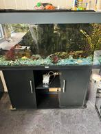 Groot aquarium, Ophalen, Zo goed als nieuw, Gevuld zoetwateraquarium