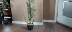 Euphorbia Lactea, Overige soorten, Minder dan 100 cm, Groene kamerplant, Halfschaduw