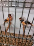Te koop 4 koppels Harlekein kanaries 5 kleuren, Dieren en Toebehoren, Vogels | Kanaries, Meerdere dieren, Postuurkanarie