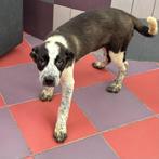 ACE: Negrya heeft een super sociaal karakter, Dieren en Toebehoren, Particulier, Rabiës (hondsdolheid), 8 tot 15 weken, Buitenland
