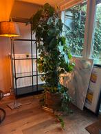 Prachtige Drakenplant in Pot, Huis en Inrichting, Kamerplanten, 100 tot 150 cm, In pot, Yucca, Groene kamerplant