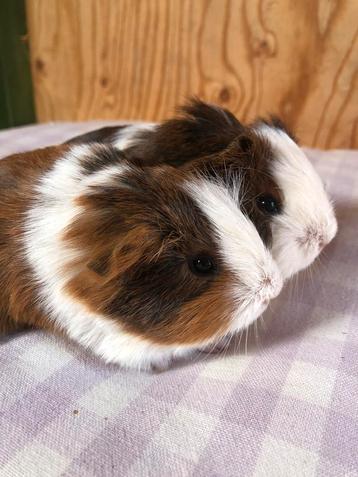 Twee jonge cavia mannetjes (peruvian x gladhaar)  beschikbaar voor biedingen