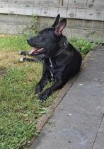 Mooie am stafford x Belgische herder, Dieren en Toebehoren, Honden | Herdershonden en Veedrijvers, Reu, 1 tot 2 jaar, Eén hond