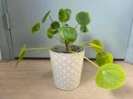Pannenkoekplant in pot, Overige soorten, In pot, Minder dan 100 cm, Groene kamerplant