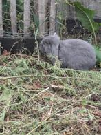 Franse hangoor voedster, Dieren en Toebehoren, Konijnen, Vrouwelijk, Groot, Hangoor, 0 tot 2 jaar