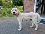 Labradoodle dekreu., Dieren en Toebehoren, Particulier, 6 jaar of ouder, Reu, Nederland