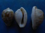 Schelpen: Cypraea coronata debruini Lorenz f++g 28-32mm, Verzamelen, Mineralen en Fossielen, Verzenden, Schelp(en)