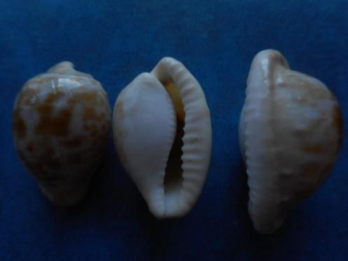 Schelpen: Cypraea coronata debruini Lorenz f++g 28-32mm, Verzamelen, Mineralen en Fossielen, Schelp(en), Verzenden