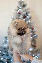 💝Pomeranian💝, Dieren en Toebehoren, België, Particulier, Keeshond, CDV (hondenziekte)