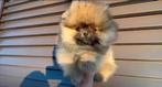 Pomeriaan teefje mini, Dieren en Toebehoren, Honden | Poolhonden, Keeshonden en Oertypen, Particulier, Keeshond, 8 tot 15 weken