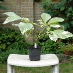 kuipplanten, Brugmansia's, Vaste plant, Halfschaduw, Zomer, Ophalen