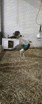 Pauwen man, Dieren en Toebehoren, Pluimvee, Meerdere dieren, Overige soorten