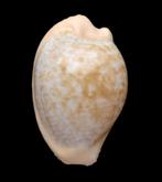 Schelpen: Cypraea fuscodentata sphaerica 26,7mm (Gem), Verzamelen, Ophalen of Verzenden, Schelp(en)