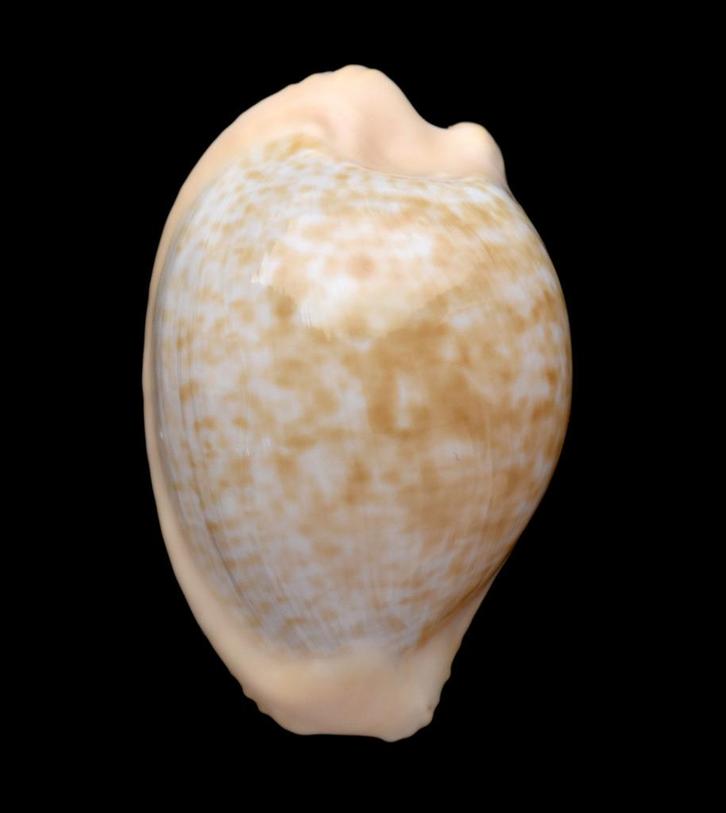 Schelpen: Cypraea fuscodentata sphaerica 26,7mm (Gem), Verzamelen, Mineralen en Fossielen, Schelp(en), Ophalen of Verzenden
