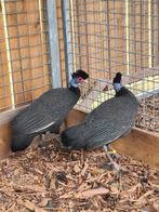 Koppel kroeskop parelhoender, Dieren en Toebehoren, Meerdere dieren, Gans of Zwaan