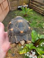 femelles tortue radiata, Schildpad, 0 tot 2 jaar
