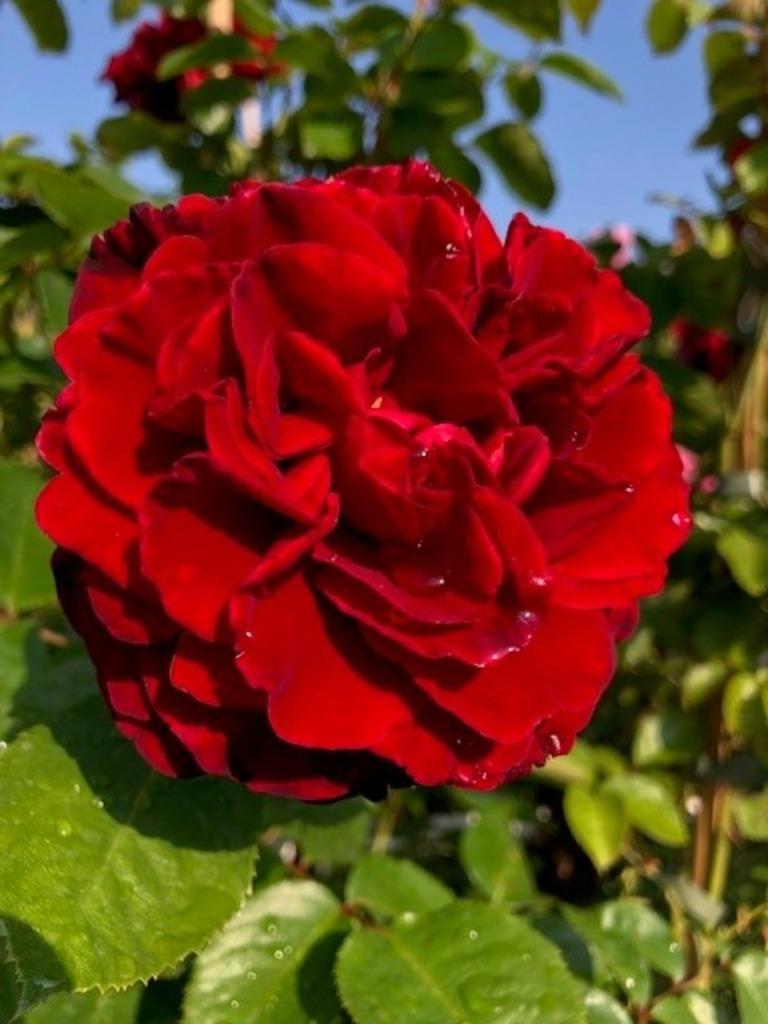 Klimrozen/Leirozen, veel soorten in een grote maat 150-175cm, Tuin en Terras, Planten | Tuinplanten, Vaste plant, Klimplanten