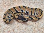 Python regius enchi vrouw, Dieren en Toebehoren, Reptielen en Amfibieën, Slang, 0 tot 2 jaar