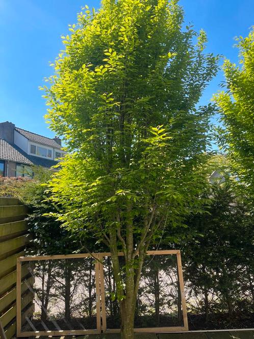Grote haagbeuk (Carpinus betulus) 3 stuks, Tuin en Terras, Planten | Bomen, Overige soorten, 400 cm of meer, Ophalen