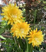 cactus - Epiphyllum YELLOW TANG - topper!, Ophalen of Verzenden, Cactus, Volle zon, Minder dan 100 cm