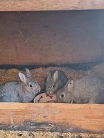 Dwergkonijnen chinchilla jonge rammetjes, Dieren en Toebehoren, Konijnen, Mannelijk, Dwerg