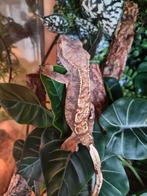 Wimpergekko vrouw, Dieren en Toebehoren, Hagedis, 0 tot 2 jaar