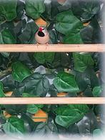 5 spitsstaartamadines mannen  (verwant ), Dieren en Toebehoren, Meerdere dieren, Tropenvogel