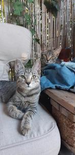 Poesje lily en kater milo kittens., Dieren en Toebehoren, Katten en Kittens | Overige Katten, Meerdere dieren