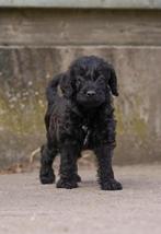 Hele mooie toy/dwerg poedel pup LAATSTE reu 30aug, Dieren en Toebehoren, Honden | Chihuahua's en Gezelschapshonden, Poedel, CDV (hondenziekte)