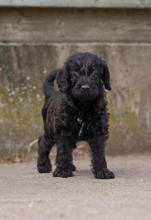 Hele mooie toy/dwerg poedel pup LAATSTE reu 30aug, Dieren en Toebehoren, Honden | Chihuahua's en Gezelschapshonden, Meerdere dieren