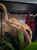 Wimperhaar gekko, Dieren en Toebehoren, Reptielen en Amfibieën, Hagedis, 0 tot 2 jaar