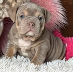 Bullforce Old English Bulldog pups, Nederland, Parvo, 8 tot 15 weken, Bulldog