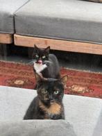 Twee katjes, samen weg, Dieren en Toebehoren, Katten en Kittens | Raskatten | Korthaar, Poes