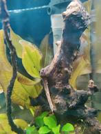 Kienhout, Dieren en Toebehoren, Vissen | Aquaria en Toebehoren, Ophalen of Verzenden, Plant(en), Steen of Hout