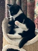 Lieve meid zoekt een gouden mandje 🐾, Dieren en Toebehoren, Poes