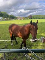 14 jarige drachtige merrie tekoop, Dieren en Toebehoren, Paarden, Merrie, Springpaard, Gechipt, 11 jaar of ouder