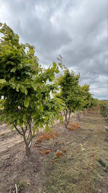 Meerstammige bomen | Parrotia persica perzisch ijzerhout  beschikbaar voor biedingen