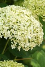 Hortensia Annabelle - 80 stuks, 5 jaar oud, Tuin en Terras, Ophalen, Overige soorten, Halfschaduw