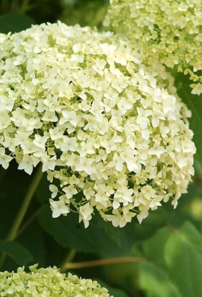 Hortensia Annabelle - 80 stuks, 5 jaar oud, Tuin en Terras, Planten | Tuinplanten, Overige soorten, Halfschaduw, Ophalen