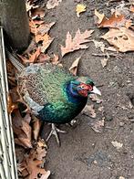Versicolor fazant, Dieren en Toebehoren, Pluimvee, Meerdere dieren, Overige soorten