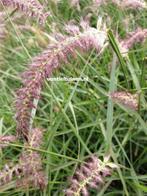 Pennisetum orientale Karley Rose lampenpoetsersgras., Ophalen of Verzenden, Zomer, Overige soorten, Halfschaduw