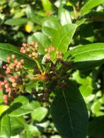 Seeuwbal, Viburnum Tinus, Ophalen of Verzenden, Overige soorten, Struik