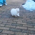 Pomeriaan pups, Dieren en Toebehoren, Keeshond, Reu, 8 tot 15 weken, Meerdere