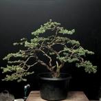 Picea Pungens bonsai, Tuin en Terras, Planten | Bomen, Bloeit niet, Overige soorten, Minder dan 100 cm, Ophalen