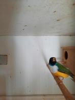 5   mooie   goulds   amadines, Dieren en Toebehoren, Vogels | Overige Vogels, Meerdere dieren, Tropenvogel