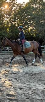 D pony, Dieren en Toebehoren, Paarden, Merrie, Recreatiepaard
